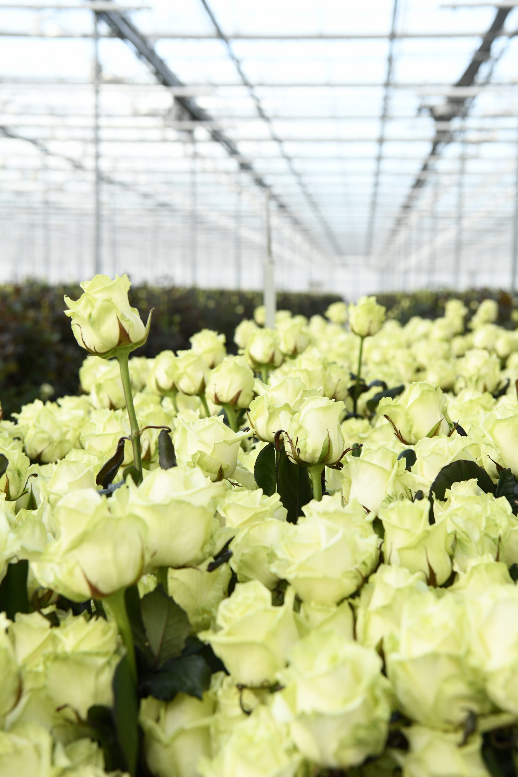 Roseworld nieuwe aanvoerder