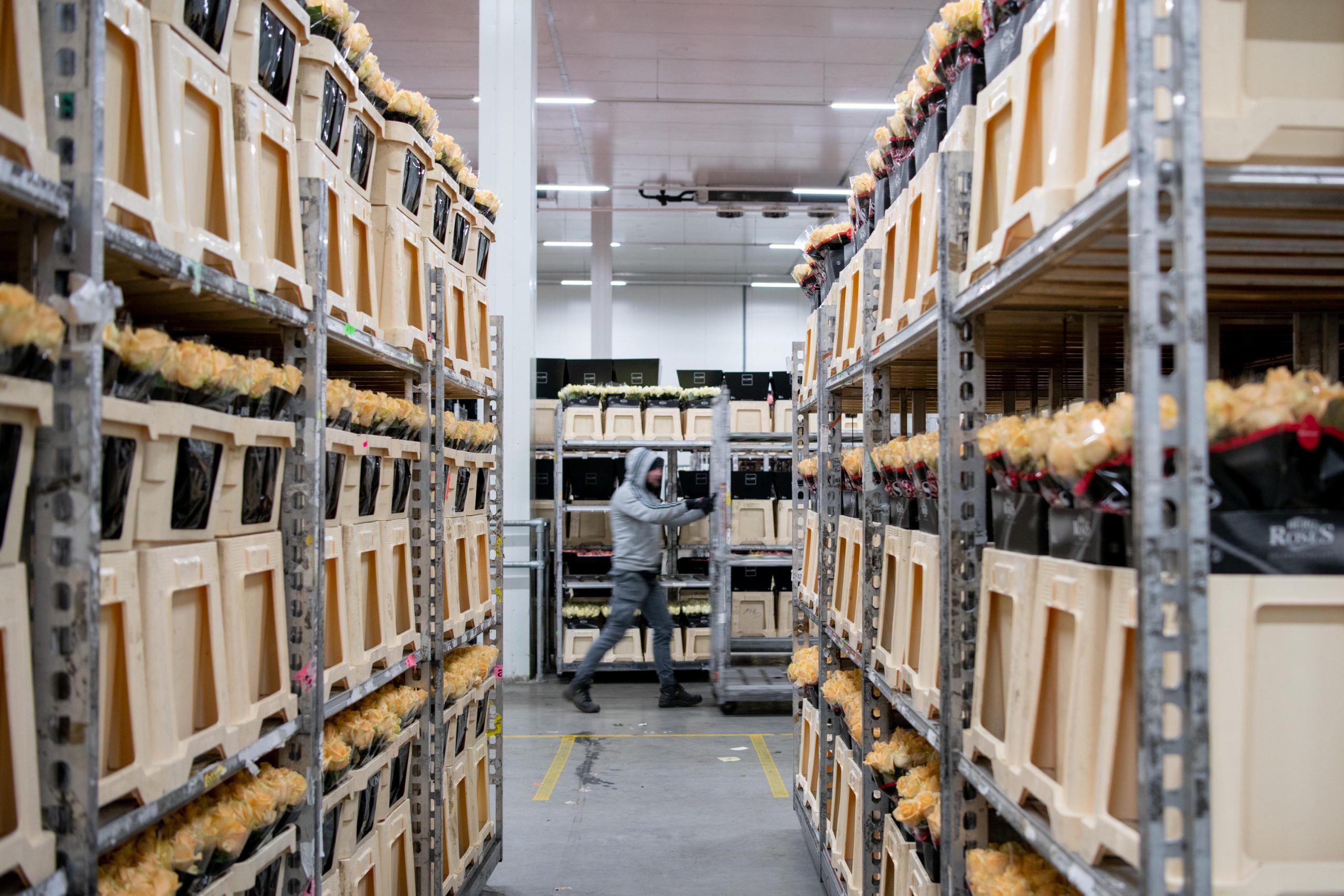 Online Flower Auction stopt tijdelijk met veilen